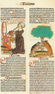 Il trattamento dei pidocchi, nell’Hortus      Sanitatis, Mainz, 1491. - Archivio BPP