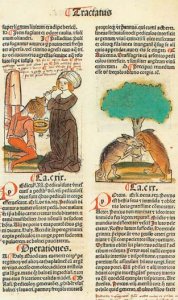 Il trattamento dei pidocchi, nell’Hortus Sanitatis, Mainz, 1491. - Archivio BPP