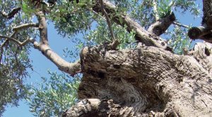 La cima di un ulivo
secolare, in agro di Sternatia (Lecce). - Nello Wrona