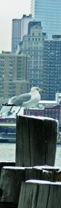 Sui moli del porto di New York, a sud di Manhattan. - Dario Carrozzini