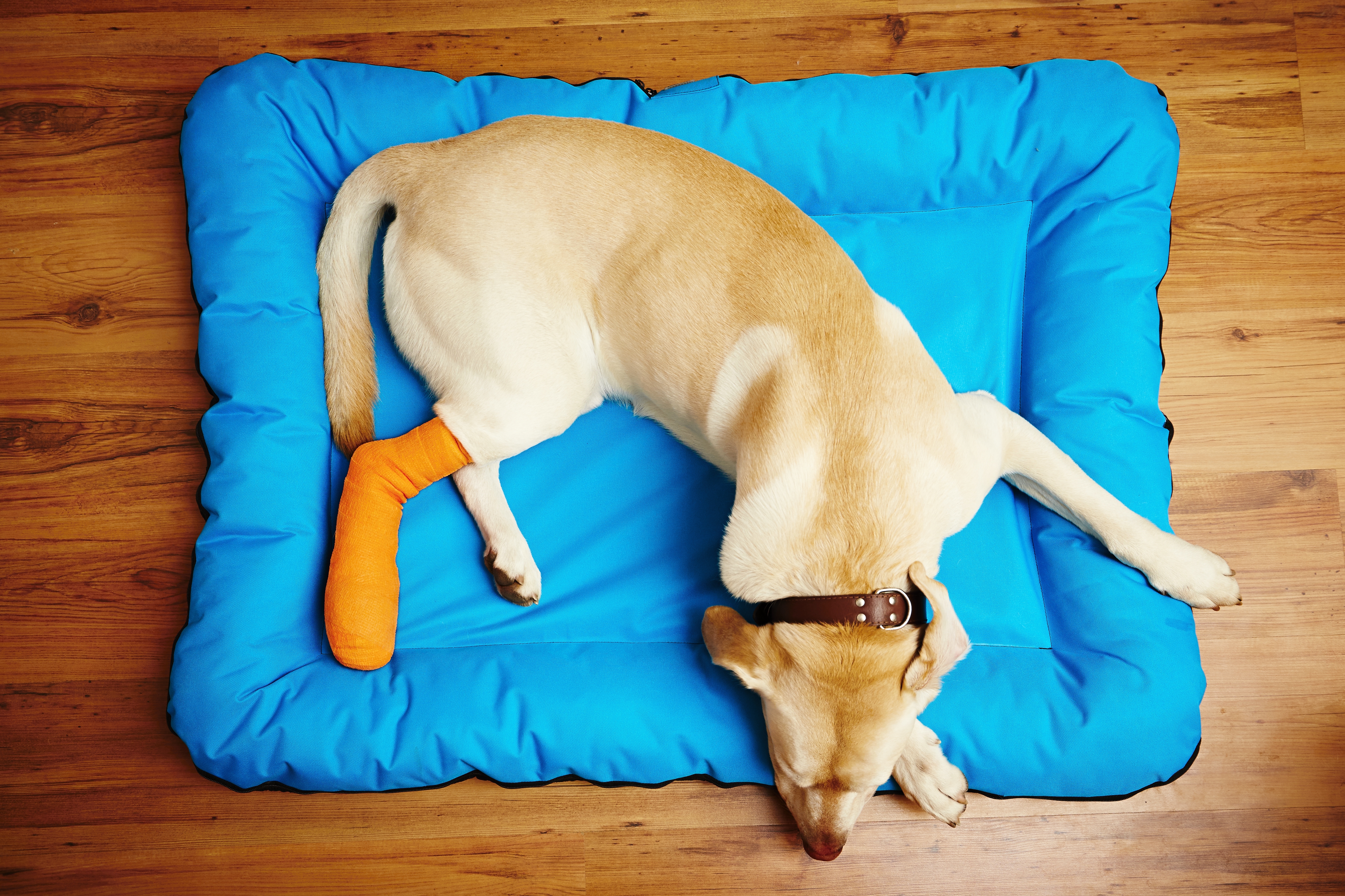 dog-with-broken-leg-PW8BB2H dog-with-broken-leg-PW8BB2H